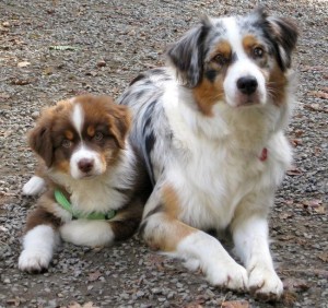 chayna et eole coeur d'artichien mediation animale chayna et eole coeur d'artichien mediation animale