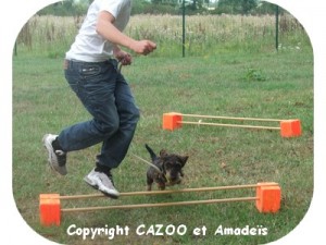 amadeis coeur d'artichien cazoo mediation animale zootherapie 44 nantes